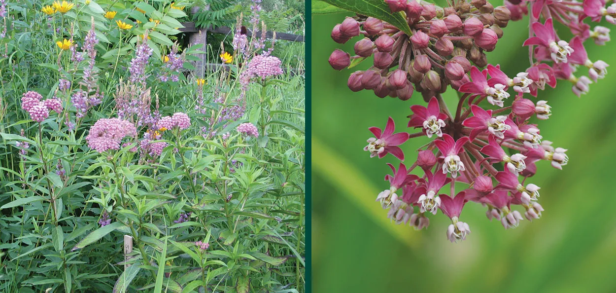 red milkweed asclepias incarnata in pink flower in a native wisconsin garden Red Milkweed is a fast-growing, wet soil-loving, Wisconsin native perennial with beautiful deep pink flowers that attract many insects. The Monarch Bu…