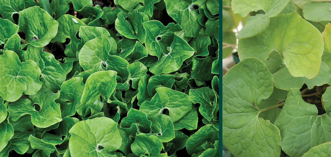 Canada Wild Ginger | Johnson's Nursery | KB