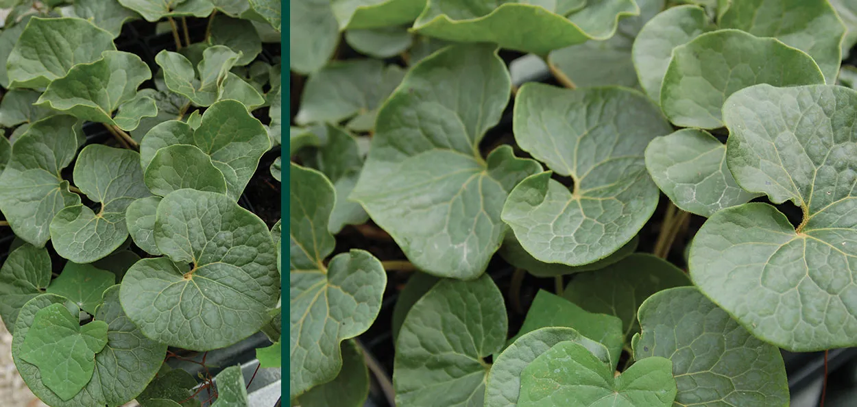 Canada Wild Ginger | Johnson's Nursery | KB