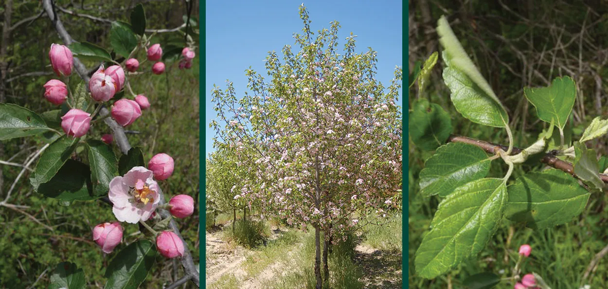 Prairie Crabapple | Johnson's Nursery | KB