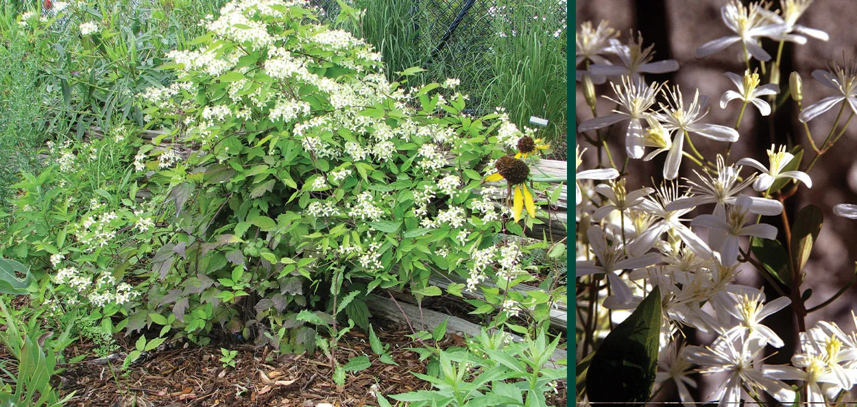 Virgin's Bower is a Wisconsin native vine that naturally occurs along rivers in moist, low woodland areas. It's a wonderful, versatile addition to a n…