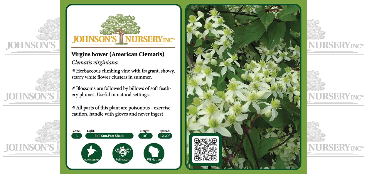 Virgin's Bower is a Wisconsin native vine that naturally occurs along rivers in moist, low woodland areas. It's a wonderful, versatile addition to a n…