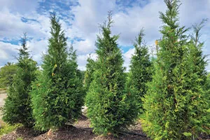 Wintergreen Arborvitae | Johnson's Nursery | KB
