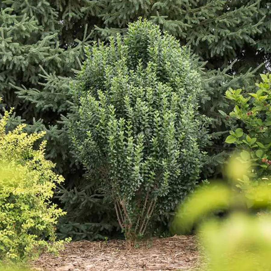 Privet Problems: Build A Better Border | Johnson's Nursery | KB
