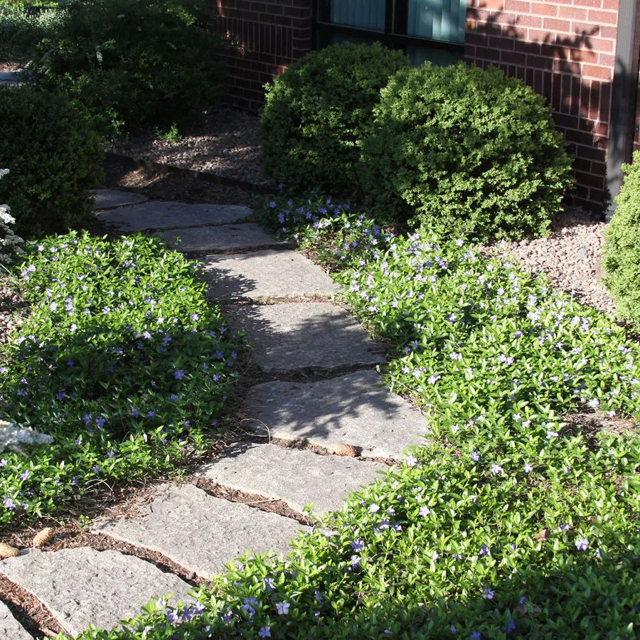 Periwinkle ground cover