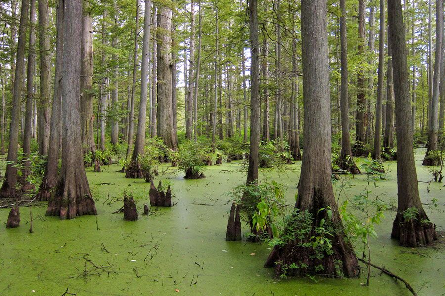 Here are recommended plants for areas with standing water, including plants that thrive in low-lying, waterlogged and swampy Wisconsin landscapes...