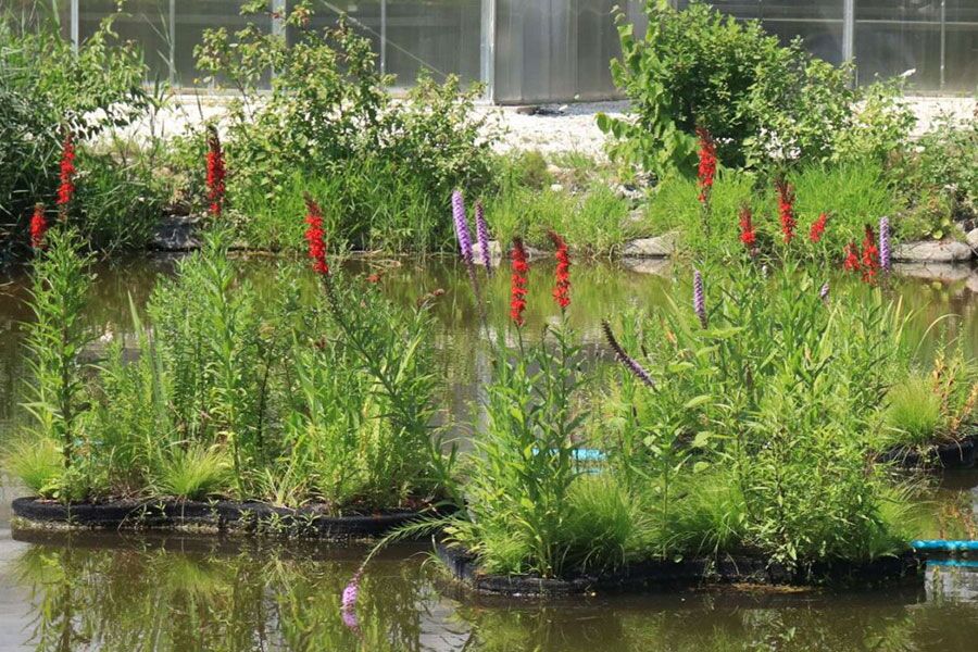 Floating eco-islands are groups of plants that grow on water, like floating wetlands. While they natural occur, they can be man-made...