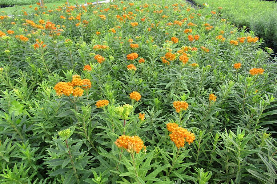 Find Milkweed perennials at Johnson's Nursery. Milkweed (Asclepias) are Wisconsin native, summer-flowering plants known for butterfly and pollinator...
