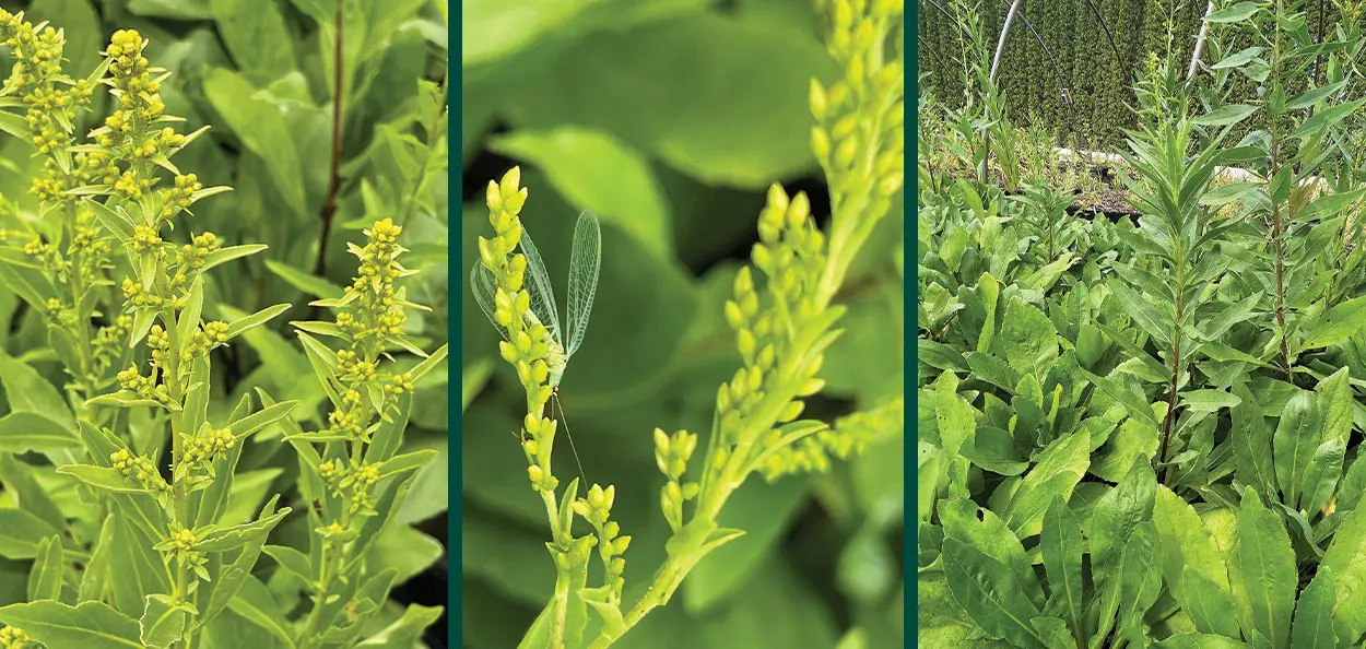 A taller, Wisconsin native, late-summer to fall-blooming perennial with panicles of golden yellow flowers that signal the beginning of autumn in Wis...