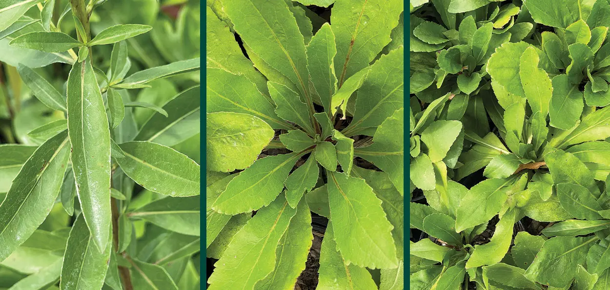 A taller, Wisconsin native, late-summer to fall-blooming perennial with panicles of golden yellow flowers that signal the beginning of autumn in Wis...