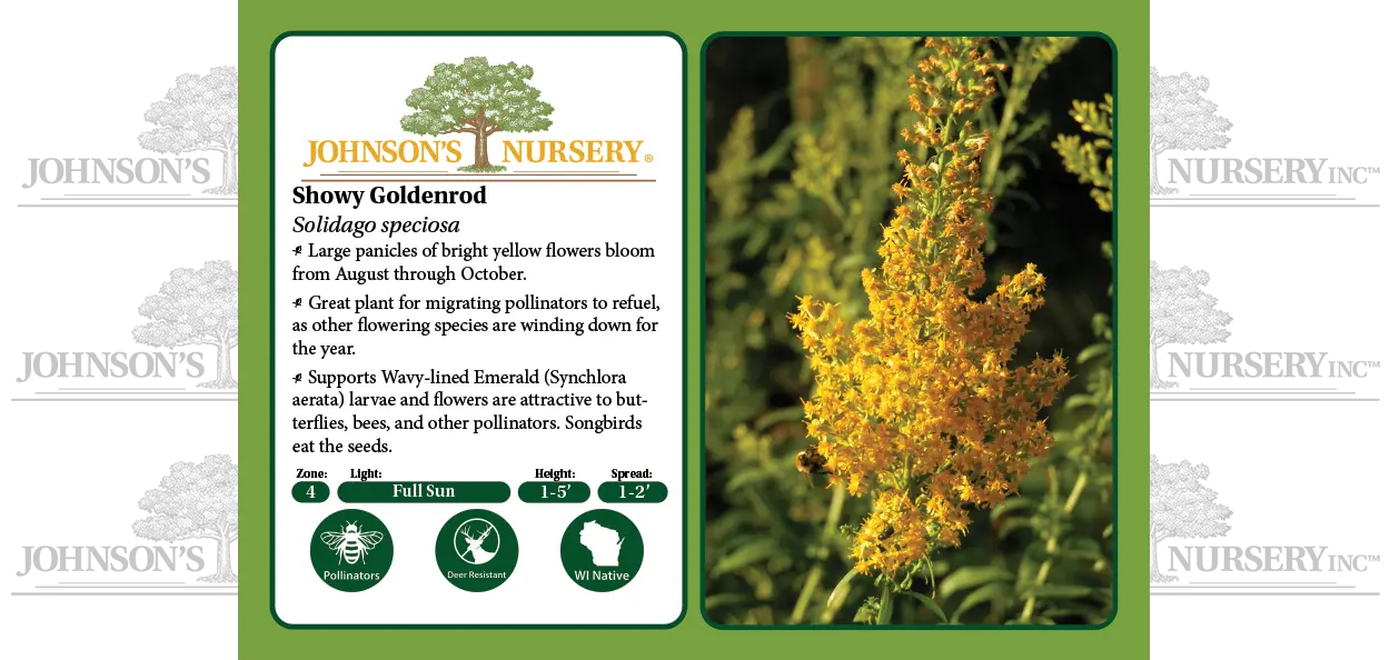 A taller, Wisconsin native, late-summer to fall-blooming perennial with panicles of golden yellow flowers that signal the beginning of autumn in Wis...