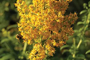 A taller, Wisconsin native, late-summer to fall-blooming perennial with panicles of golden yellow flowers that signal the beginning of autumn in Wis...