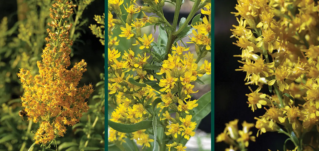 A taller, Wisconsin native, late-summer to fall-blooming perennial with panicles of golden yellow flowers that signal the beginning of autumn in Wis...