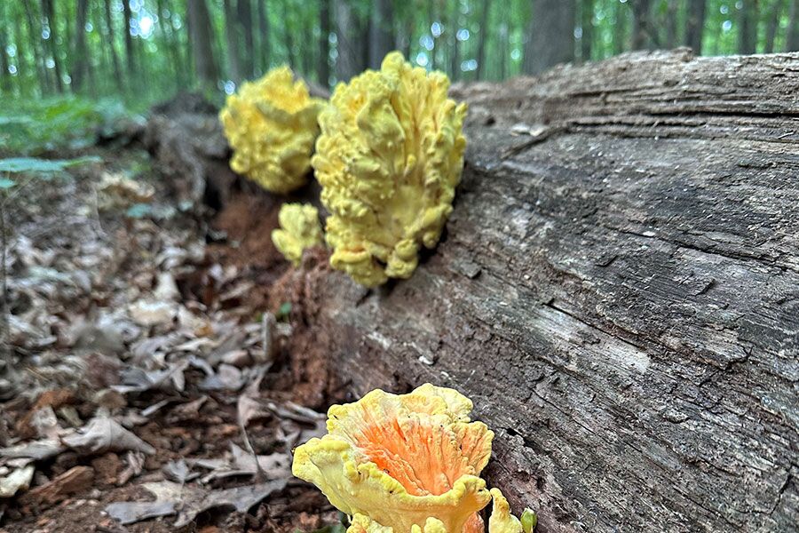 Learn about the anatomy of a tree and why tree bark (live standing and fallen log wood) is important for Wisconsin wildlife and eco-system...