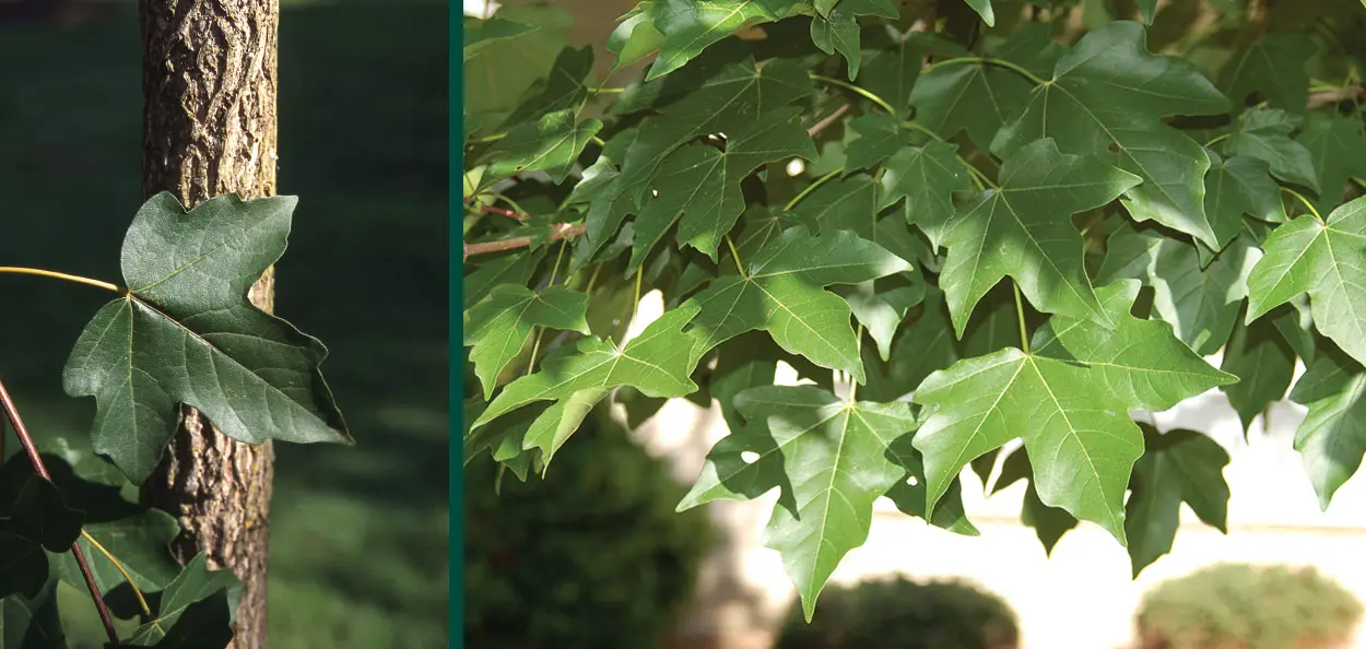 mie.maple-aptinomeまとめ State Street™ Miyabe Maple | Johnson's Nursery | KB