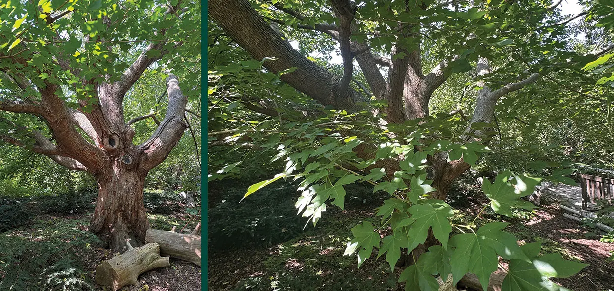 State Street™ Miyabe Maple | Johnson's Nursery | KB