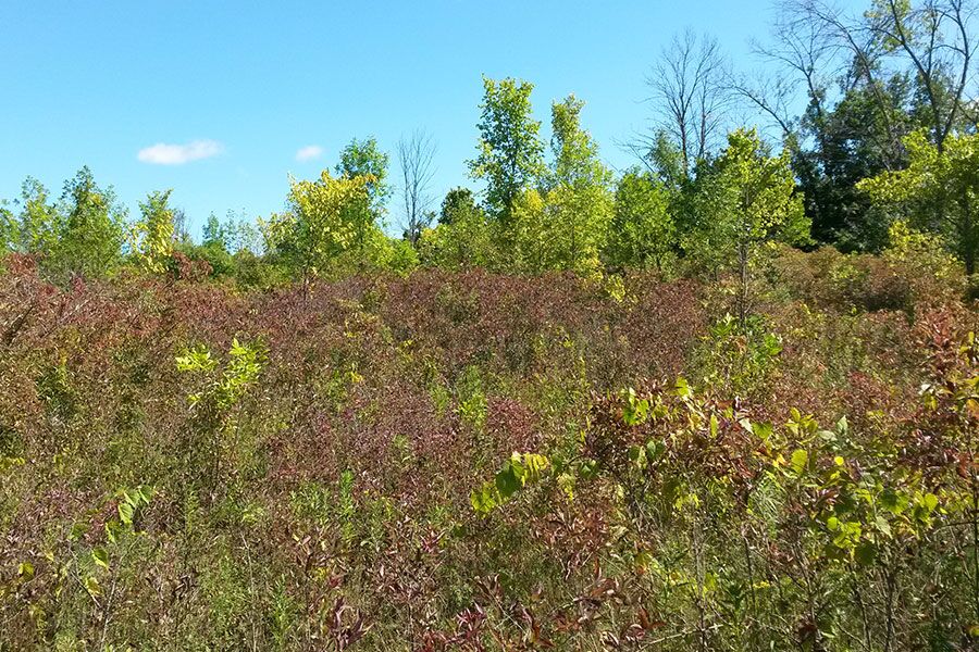 In many landscape applications, colonizing plants that spread more competitively to the point where it becomes the dominant plant in that area is a desirable ch...