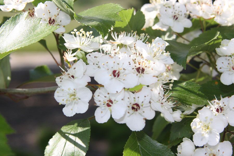 Winter King Hawthorn | Johnson's Nursery | KB
