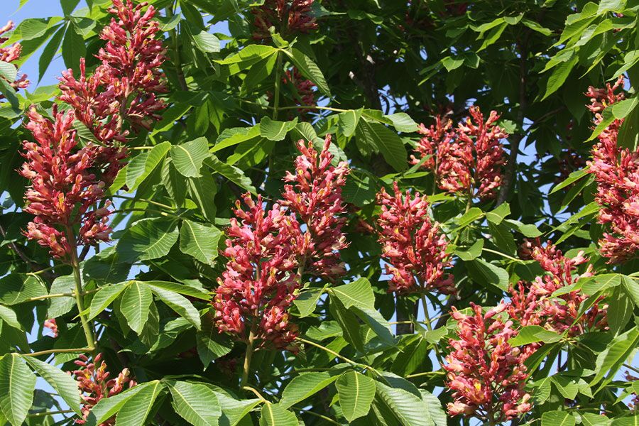 The Plant Reference Guide is the catalog of plants that Johnson's Nursery in Menomonee Falls grows and stocks. It features characteristics of plants a…