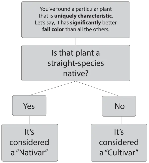 Characteristic Native Nativar vs Native | Johnson's Nursery | KB