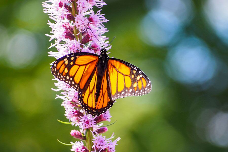 June is Wisconsin native plant appreciation month at Johnson’s Nursery. We team up with our friends at Wild Ones to offer native plant enthusiasts an …