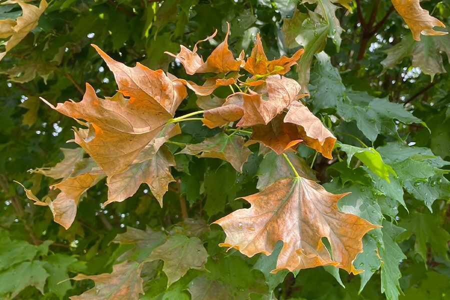 Verticillium Wilt is a soil borne fungal disease that can infect a wide range of plants, and can cause serious injury and eventually lead to the death of t...