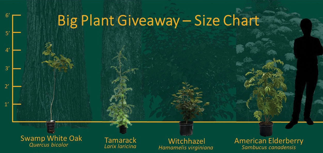 big plant plant comparison chart examples The Big Plant is a coordinated regional initiative to transform the Milwaukee River Basin by empowering residents to plant trees that enhance stormwater manag...