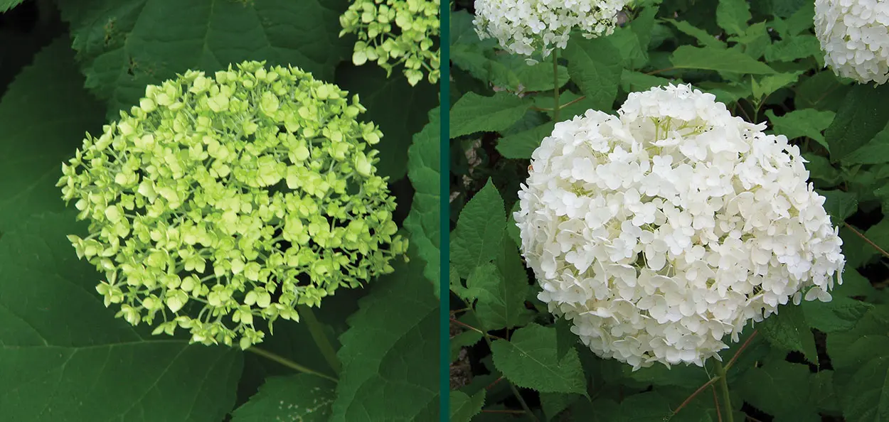 calendrier planter Growing Paper, 2026 Plantable Calendar