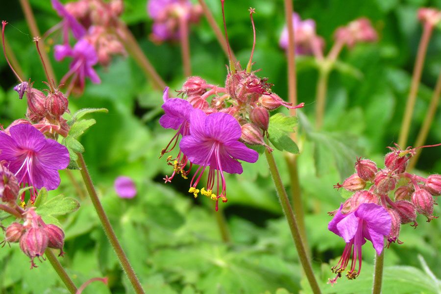 Bevan's Geranium | Johnson's Nursery | Knowledgebase