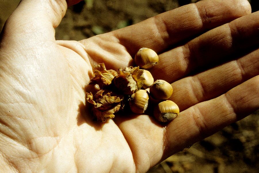 Let's plant trees and shrubs that have fruit and nuts that you can eat. Find out which plants are edible plants like oaks, hickories, apples, hazelnuts, …