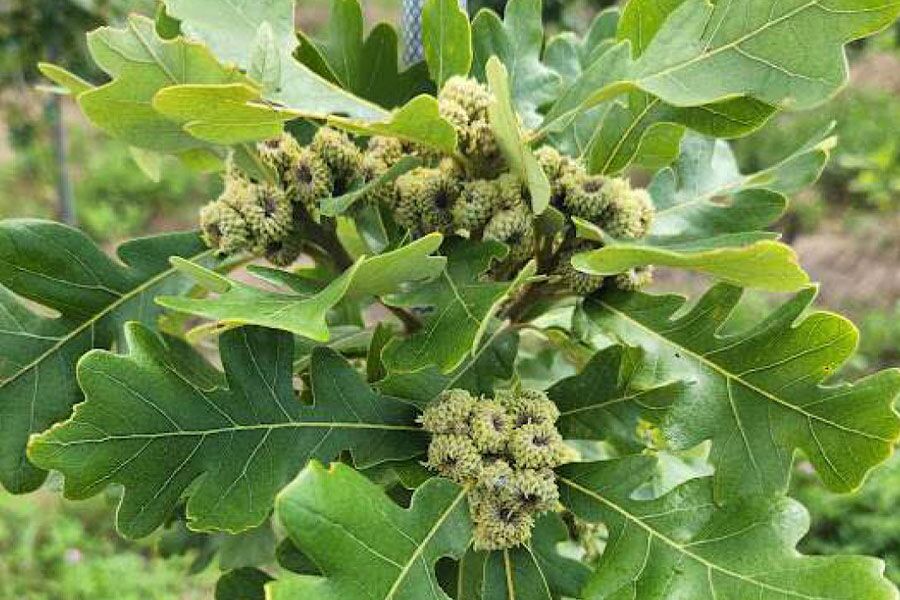 epic hybrid swamp bur oak quercus schuettei rick ftimg a naturally occurring hybrid between the Bur Oak and Swamp White Oak, noted for combining the best characteristics of both parent species, makin…
