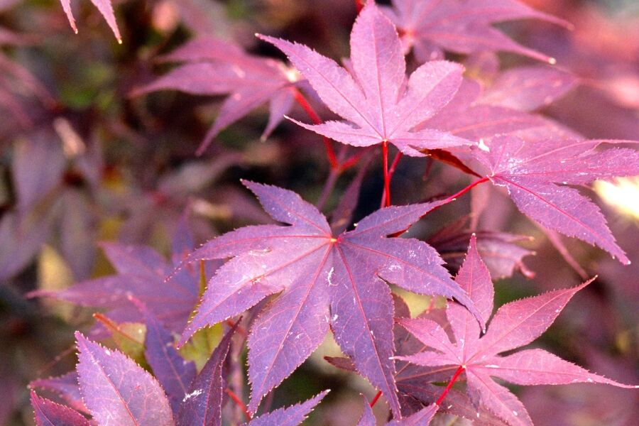 Bloodgood Japanese Maple | Johnson's Nursery | KB