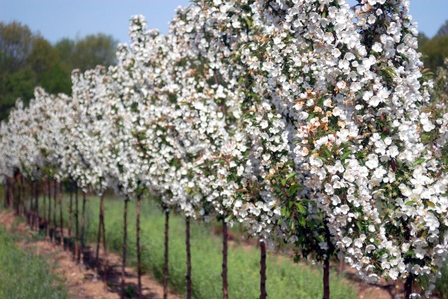 adirondack crabapple malus flower v2 ftimg An upright, vase-shaped variety of crabapple that features red buds that open to white flowers in spring, and red-orange poms that persist into winter...