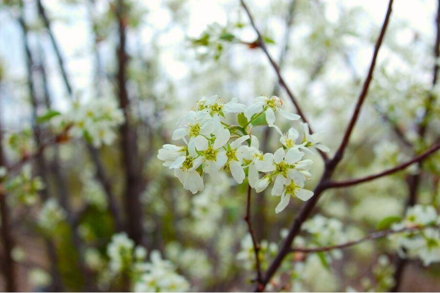 Allegheny Serviceberry is a native understory tree naturally found in and along the parameter of open woods from the Appalachians in Georgia to New En…
