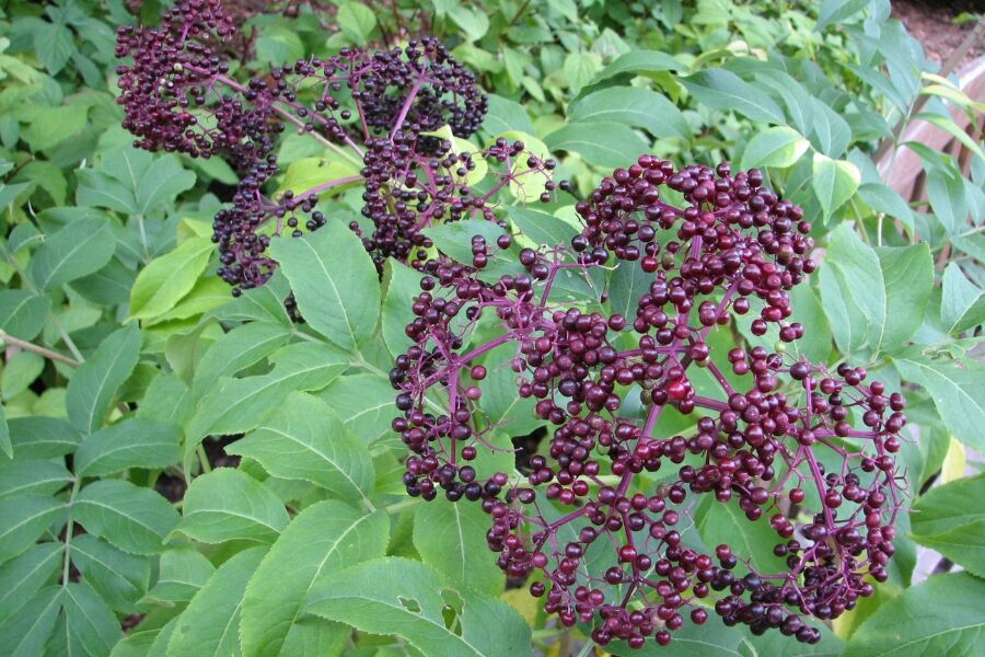 american elderberry sambucus canadensis native shrubs johnsons nursery v2 ftimg A large, sprawling, Wisconsin native shrub with white clusters of fragrant flowers in early summer with juicy, edible black fruits in late summer...