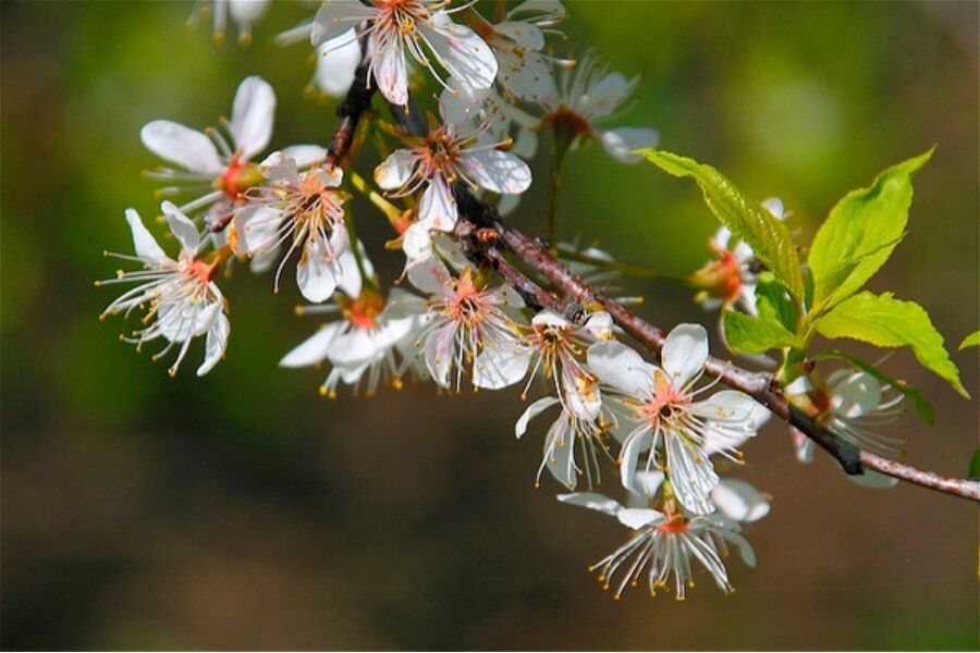 american plum prunus americana wisconsin native shrub tree johnsons nursery v2 ftimg American Plum is a Wisconsin native, large scale shrub or small scale tree that can be grown as a single stem or suckering into a shrubby colony. It's…