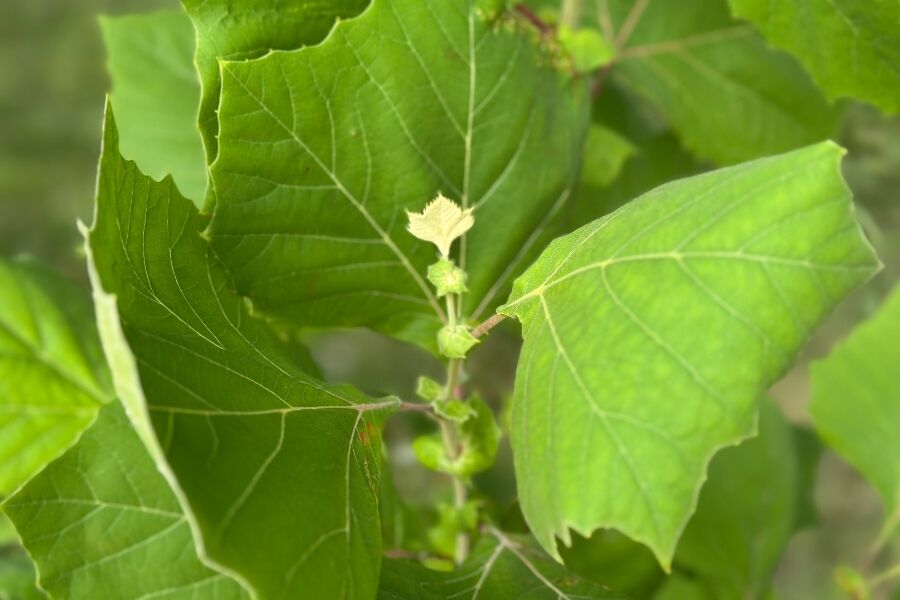 American Sycamore | Johnson's Nursery | KB