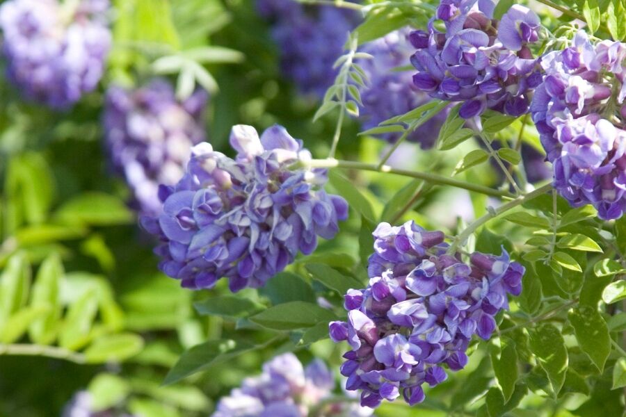 Amethyst Falls Wisteria | Johnson's Nursery | KB