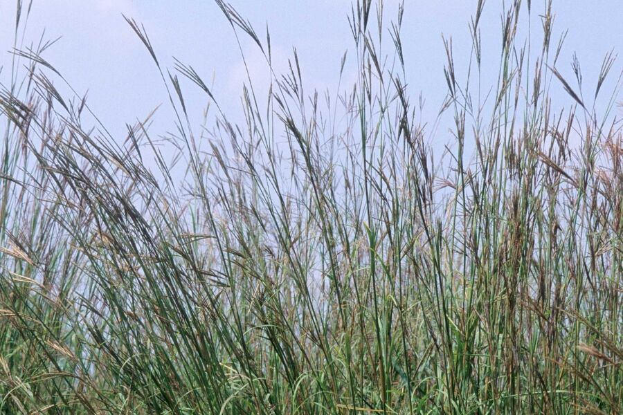 big bluestem andropogon gerardii v2 ftimg A monarch of the native prairie grasses! Big Bluestem forms large clumps with blue-green to silvery-blue foliage that changes to attractive shades of …