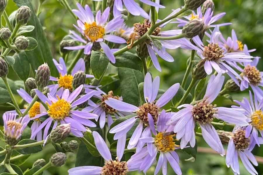 bigleaf aster eurybia macrophylla wisconsin native perennials v2 ftimg Bigleaf Aster is a Wisconsin native woodland perennial aster that spreads by rhizomes to form a lush carpet of large, hairy leaves that grow up to 8-i…