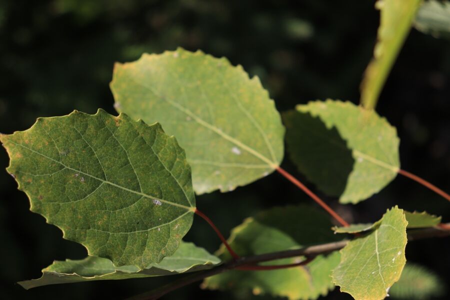 bigtooth aspen populus grandidentata teeth on leaves v2 v2 ftimg Among the fastest-growing Wisconsin native trees. A colonizer tree named for the large teeth on leaves that turn a gorgeous golden yellow in fall...