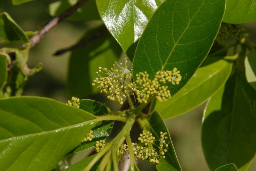black gum native nyssa sylvatica v2 ftimg Black Gum is a Wisconsin regional native tree, the only species in the Nyssa genus in our state, with much to give beyond its spectacular fall beauty.…