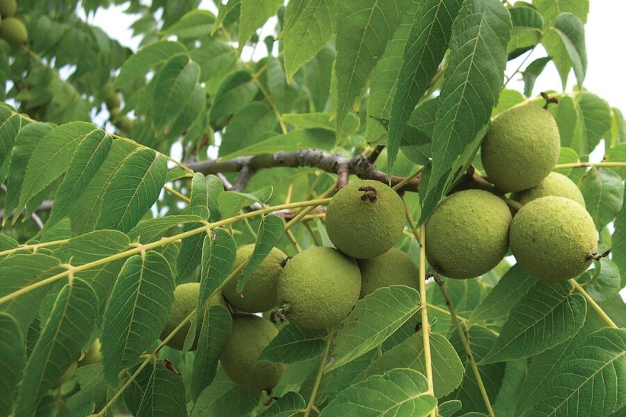 black walnut juglas nigra wisconsin native tree v2 ftimg Black Walnut is a large deciduous tree native to Eastern North America that produces edible nuts in the fall. The nuts are a valuable food source for …