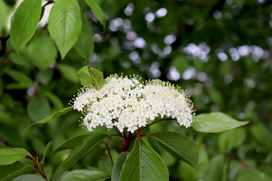 blackhaw viburnum wisconsin native viburnum prunifolium v2 ftimg Blackhaw Viburnum is a native understory shrub or small tree with clusters of white flowers in spring that give way to blue-black berries in fall. Dar…