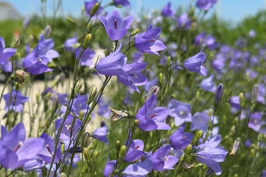 Blue Harebell (Bellflower) | Johnson's Nursery | KB