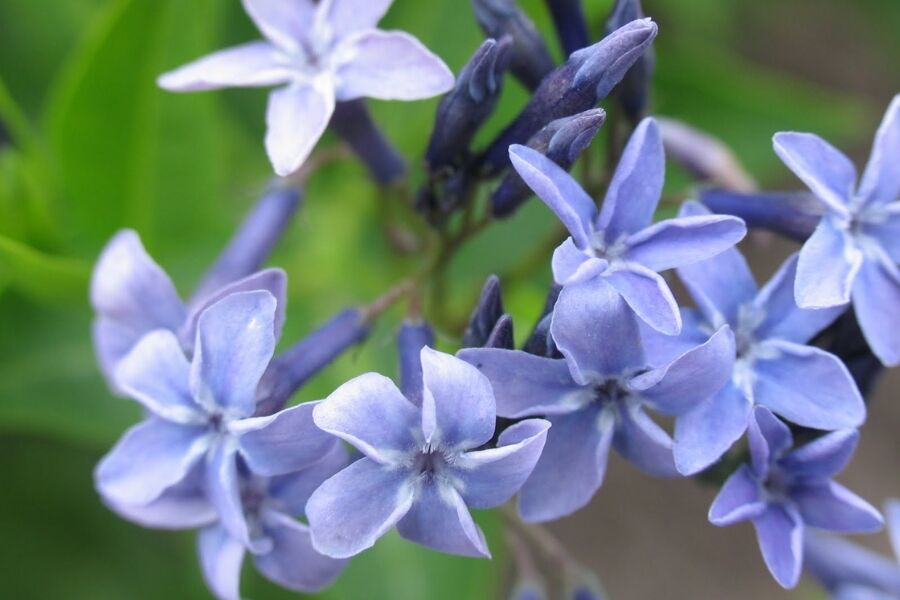 cashmere plant Verbena | Superbena Pink Cashmere