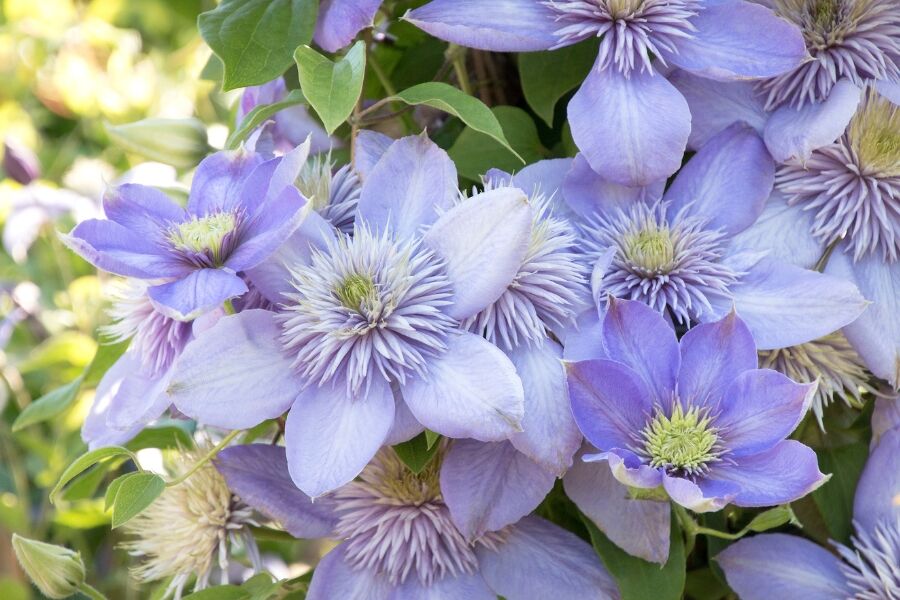 Blue Light® Clematis | Johnson's Nursery | KB