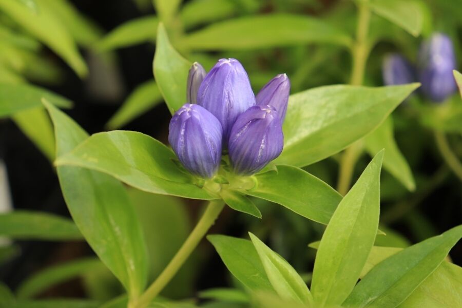 Bottle Gentian | Johnson's Nursery | KB