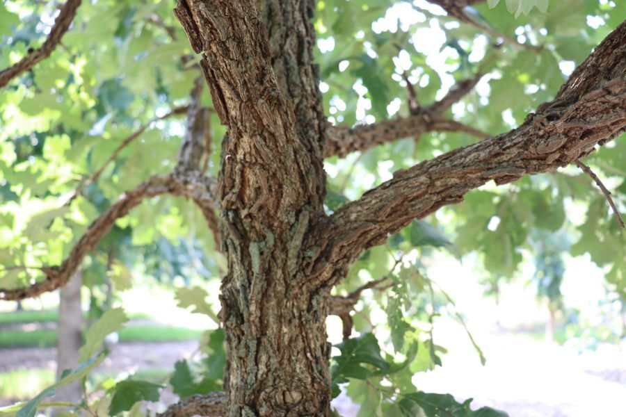 bur oak quercus macrocarpa acorn v2 ftimg The iconic oak of Wisconsin! Bur Oak is one of the toughest oaks, tolerant of highly alkaline soils and drought. Most have interesting corky bark on y…