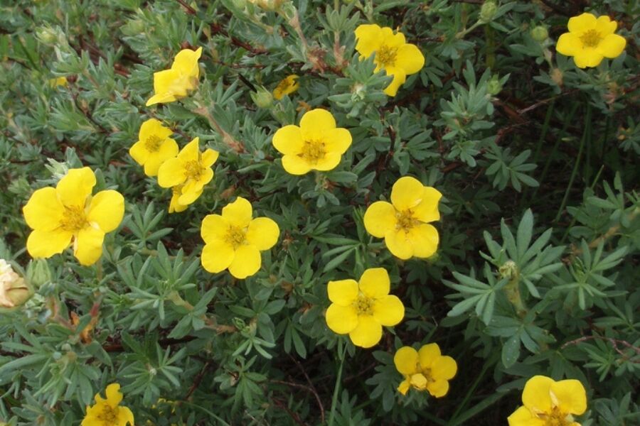 bush cinquefoil dasiphora fruticosa v2 ftimg Bush Cinquefoil is found from Asia to Europe to North America. This is a cold-hardy, low-maintenance shrub. The sweet little yellow flowers are plenti…